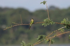 Merops superciliosus