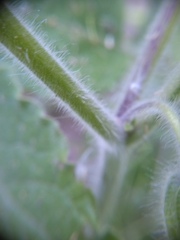 Physalis heterophylla