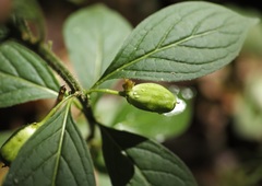 Hybanthus concolor