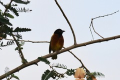 Ploceus jacksoni