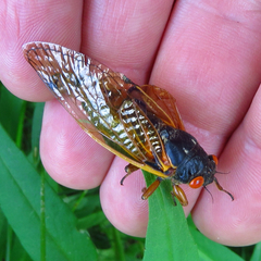Magicicada cassinii