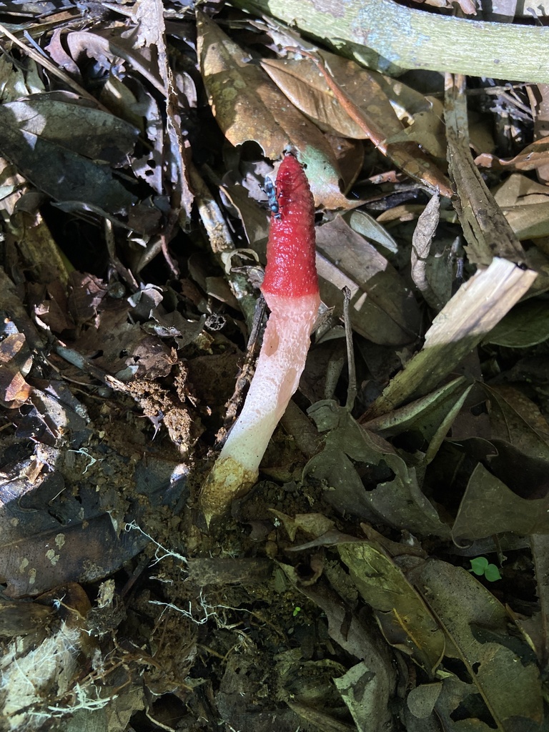 Mutinus argentinus · May 2024 · photo: © alexandremagno (iNaturalist, cc-by-nc)