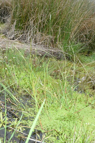 Glyceria leptostachya, 2024-04-08