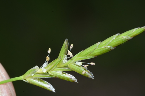 Image of Glyceria leptostachya by (c) Gabriel Campbell-Martinez, some rights reserved (CC BY)
