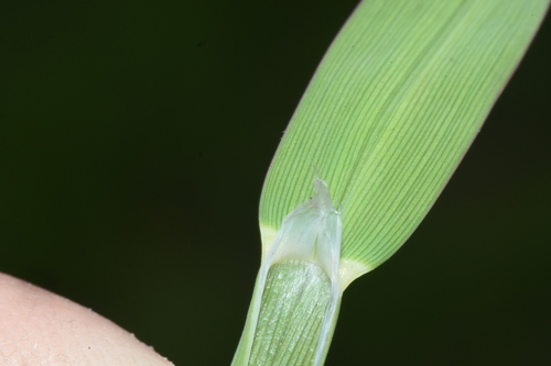 Image of Glyceria leptostachya by (c) Gabriel Campbell-Martinez, some rights reserved (CC BY)