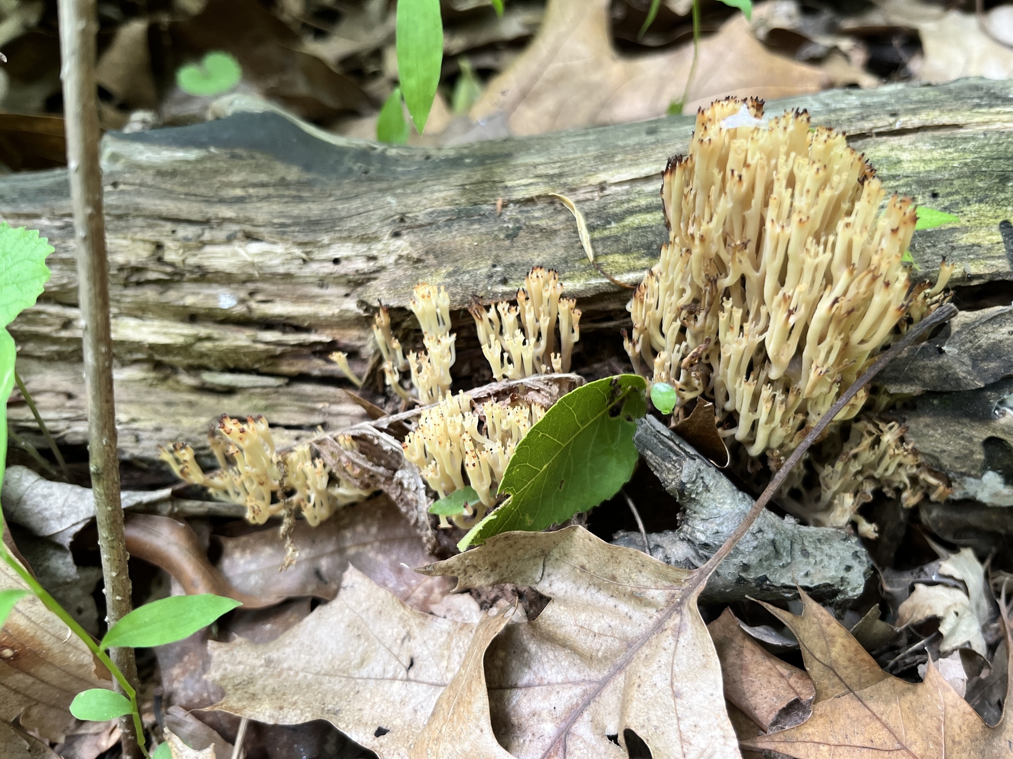 A crown-tipped coral fungus branching up from a fallen log