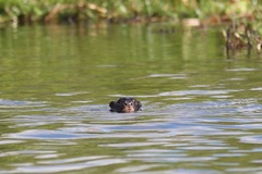 Hydrictis maculicollis