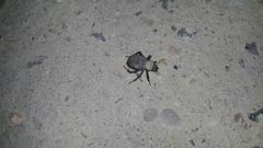 Trachyderma philistina