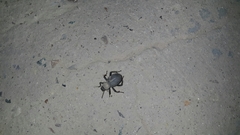 Trachyderma philistina