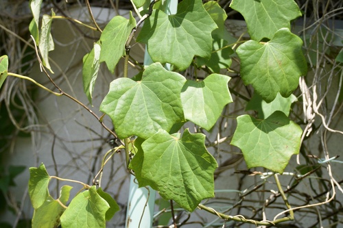 Orientvine (Sinomenium acutum)