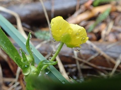 Ranunculus alismifolius