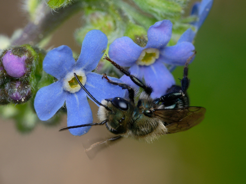 iNaturalist observation photo of Mason Bees