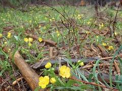 Ranunculus alismifolius