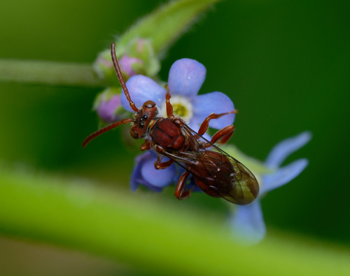 iNaturalist observation photo of Nomad Bees