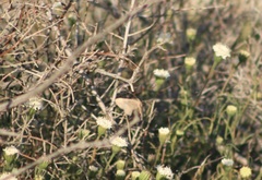Junonia grisea
