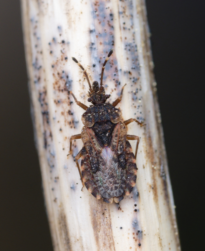 iNaturalist observation photo of Aradus
