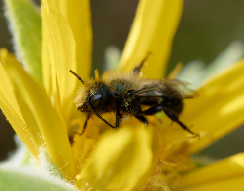 iNaturalist observation photo of Mason Bees