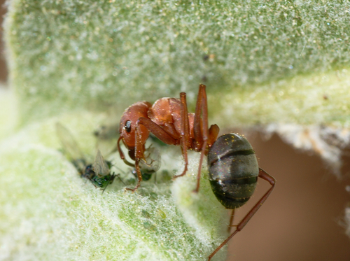 iNaturalist observation photo of Aphids