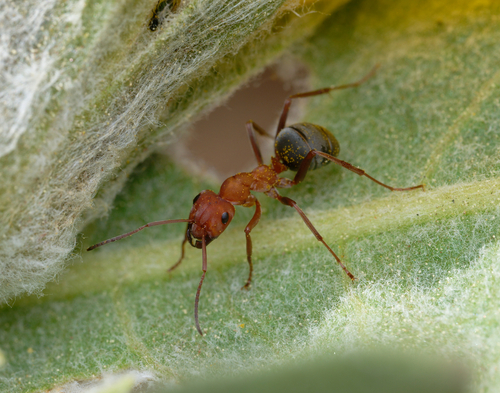 iNaturalist observation photo of Wood, Mound, and Field Ants