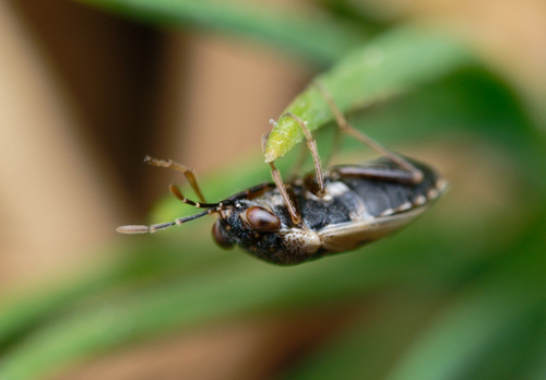 iNaturalist observation photo of Western Big-eyed Bug