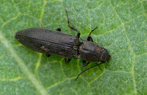 iNaturalist observation photo of Dendrometrinae