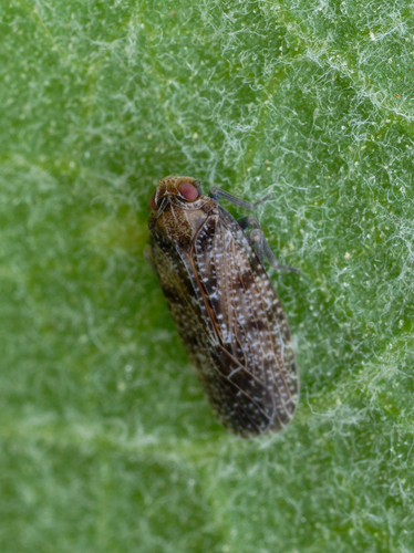 iNaturalist observation photo of Synecdoche