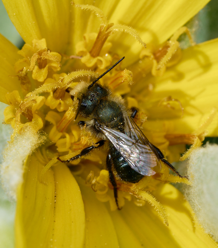 iNaturalist observation photo of Mason Bees