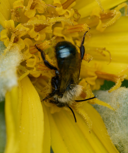 iNaturalist observation photo of Mason Bees