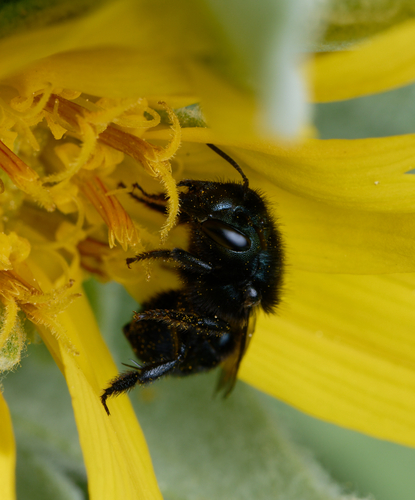 iNaturalist observation photo of Mason Bees