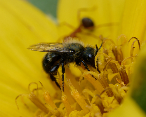 iNaturalist observation photo of Mason Bees