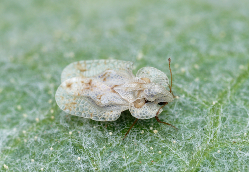 iNaturalist observation photo of Corythucha