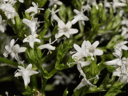 Image of Valeriana stolonifera by (c) Patrick Hacker, some rights reserved (CC BY)