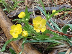 Ranunculus alismifolius