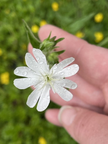 white campion