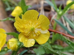 Ranunculus alismifolius