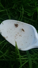 Corixoidea