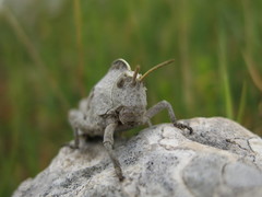 Pamphagus marmoratus