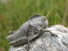 Pamphagus marmoratus