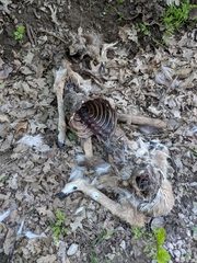 Odocoileus virginianus