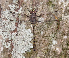 Gomphaeschna antilope