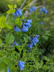 Mertensia virginica