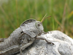 Pamphagus marmoratus