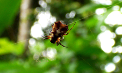 Micrathena carimagua