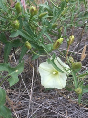 Calystegia occidentalis
