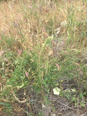 Calystegia occidentalis