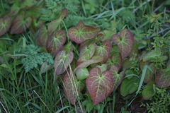 Epimedium