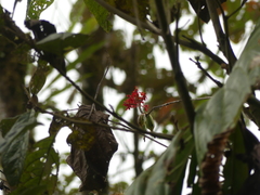 Epidendrum cochlidium