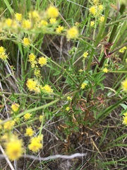 Rorippa curvisiliqua