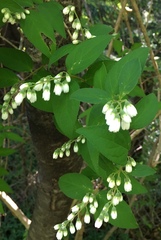 Deutzia