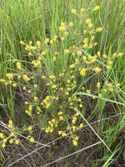 Rorippa curvisiliqua